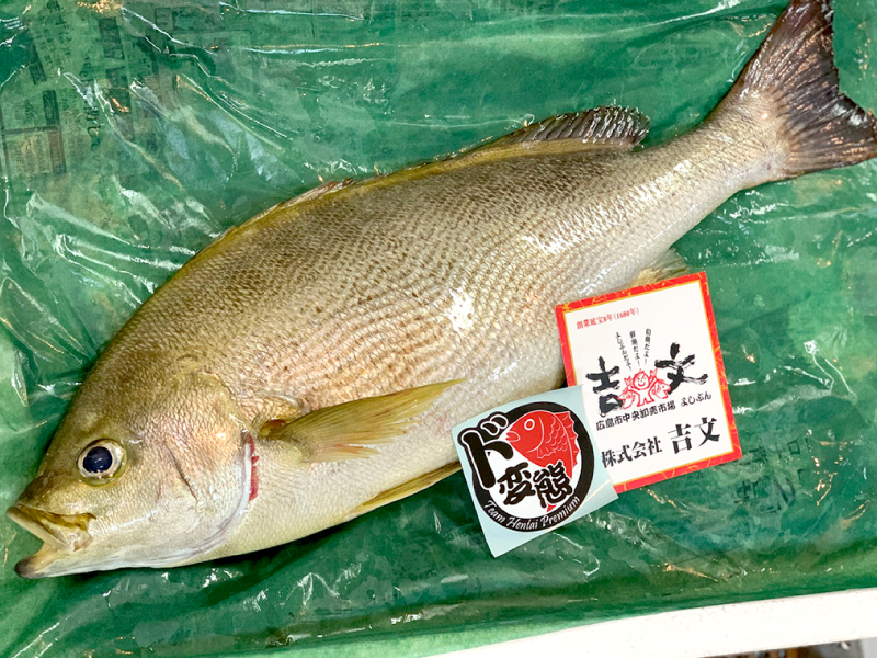 広島吉文さんの魚